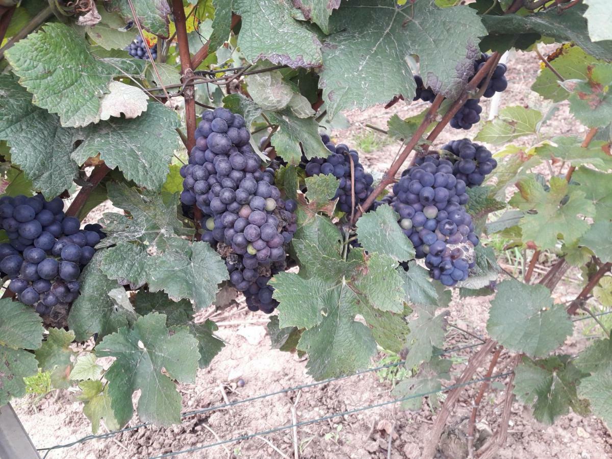 Flor'Ever En Champagne Fleury-la-Riviere Eksteriør bilde